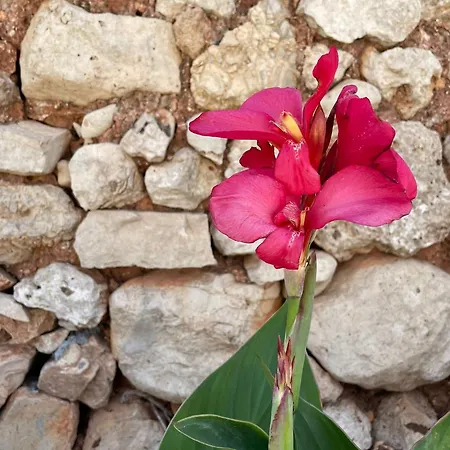 Masseria Voluzzi Lantgård *