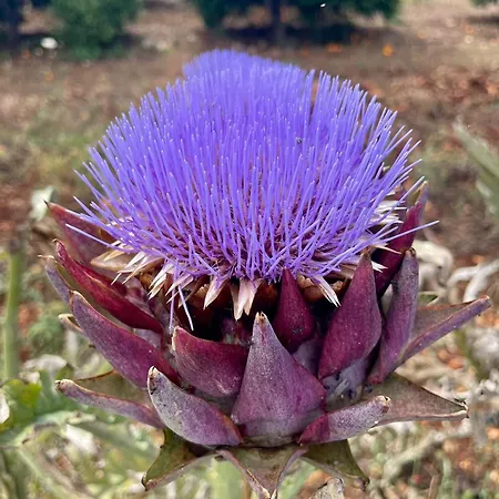 Masseria Voluzzi Copertino