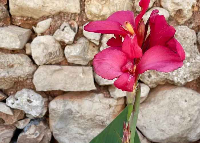 Masseria Voluzzi Vakantieboerderij *