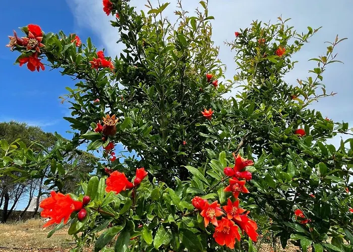 Masseria Voluzzi *